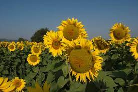 Bakgrundsbilder : solrosor, blå, gul, sommar, solros, blommande växt,  himmel, fält, asterales, kronblad, daisy familjen, solrosfrö, pollen,  landskap, vegetarisk mat, kök, vild blomma, ettårig växt, plantage,  beskära, perenn växt 4608x3072 - Nikolay